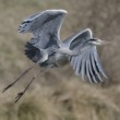 Ardea cinerea