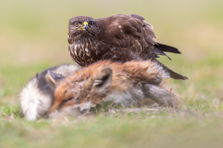 myšiak hôrny, The common buzzard (Buteo buteo)