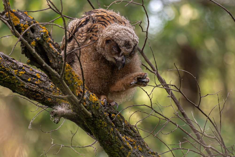 Výr skalný, The Eurasian eagle-owl (Bubo bubo)