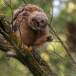 Výr skalný, The Eurasian eagle-owl (Bubo bubo)