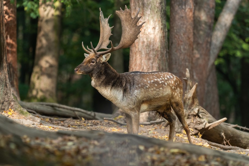 Daniel škvrnitý, Fallow deer (Dama dama)