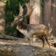 Daniel škvrnitý, Fallow deer (Dama dama)