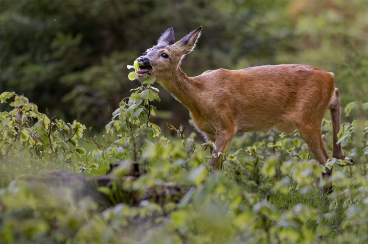 Srnec lesný - Capreolus capreolus