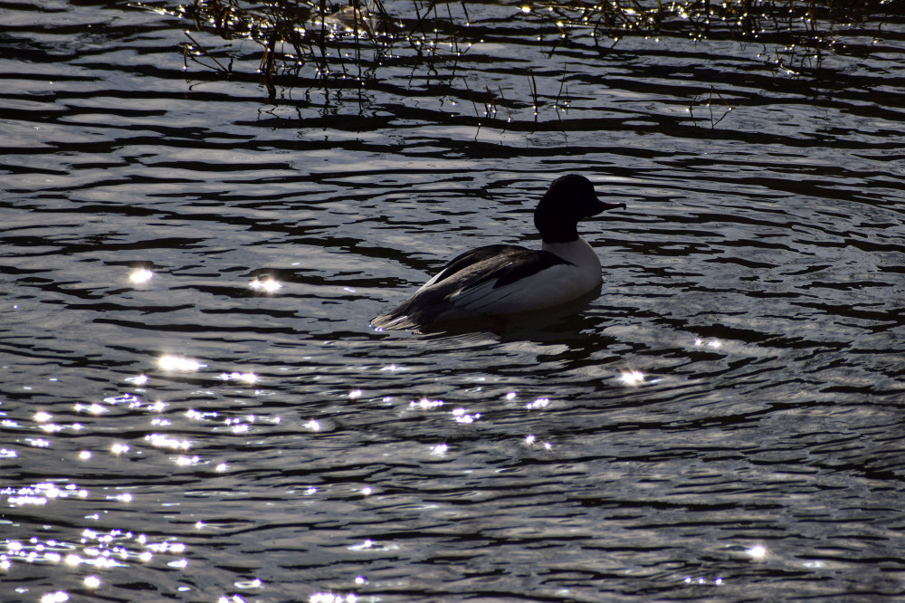 potápač veľký a odlesky
