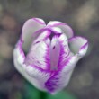 Tulián