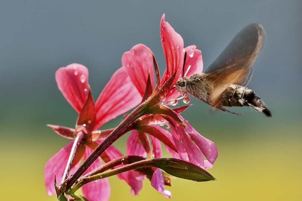 Macroglossum stellatarum