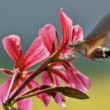 Macroglossum stellatarum