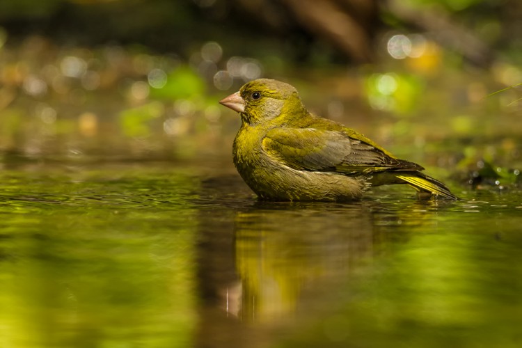 Zvonek zelený (Carduelis chloris)