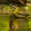 Zvonek zelený (Carduelis chloris)