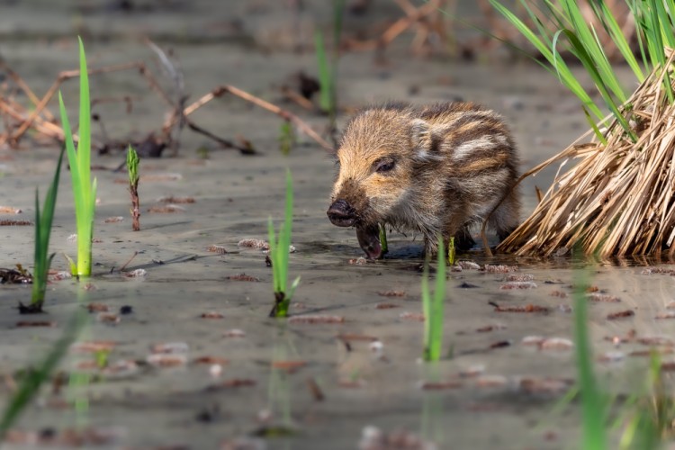 Diviak lesný, The wild boar (Sus scrofa)