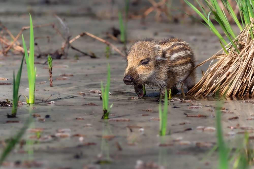 Diviak lesný, The wild boar (Sus scrofa)