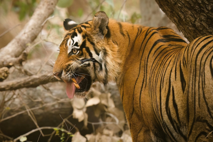 TIGER DŽUNGĽOVÝ INDICKÝ, INDIA, RADŽASTAN, RANTHAMBORE