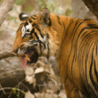 TIGER DŽUNGĽOVÝ INDICKÝ, INDIA, RADŽASTAN, RANTHAMBORE