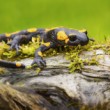 Salamandra