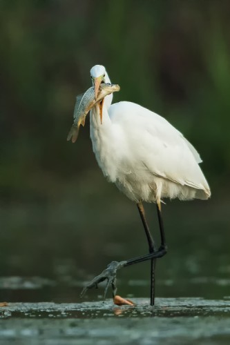 Volavka bílá (Ardea alba