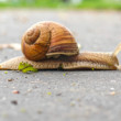 Pomaly ďalej zájdeš