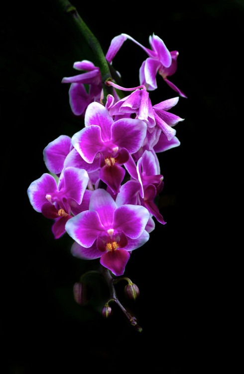 Orchid