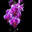 Orchid