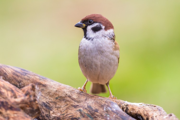 Vrabec poľny, The Eurasian tree sparrow (Passer montanus