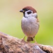 Vrabec poľny, The Eurasian tree sparrow (Passer montanus