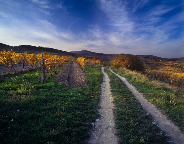Jesenne vinohrady v Modre