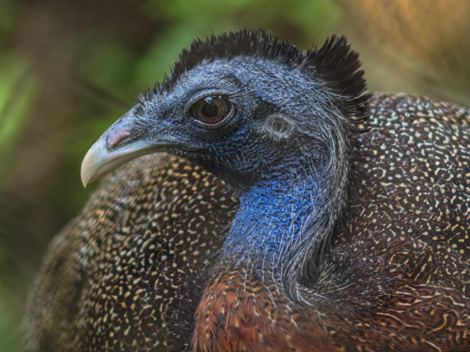 Argus páví (Argusianus argus)