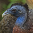 Argus páví (Argusianus argus)