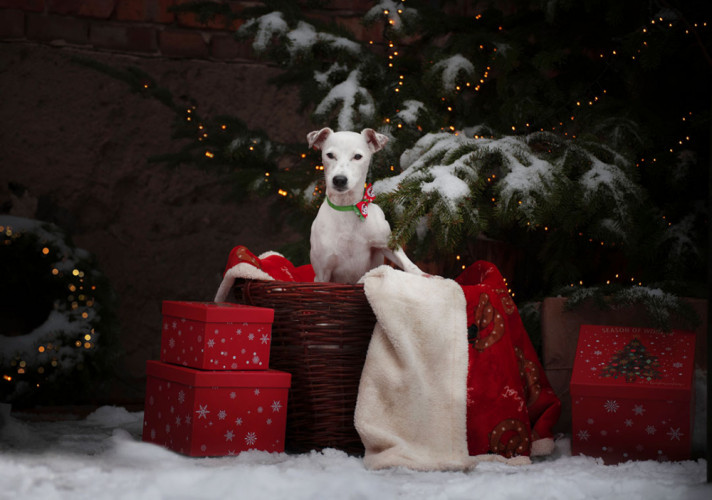 Christmas portrait of a Jack Russell