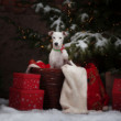 Christmas portrait of a Jack Russell