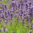 levandula