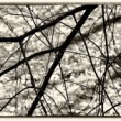 Potok BW