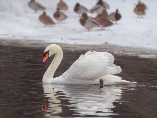 Zo života labutí na zimnom jazere