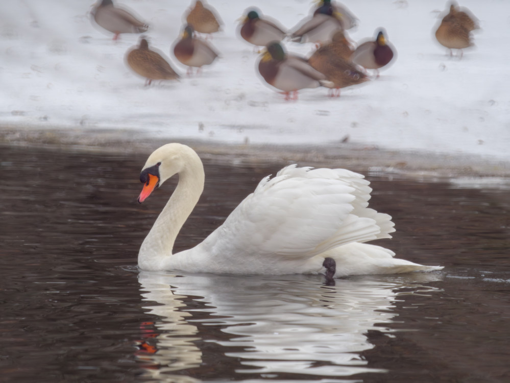 Zo života labutí na zimnom jazere