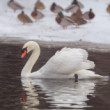 Zo života labutí na zimnom jazere