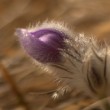 Pulsatilla Slavica