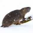 Nutria riečna, The coypu (Myocastor coypus)