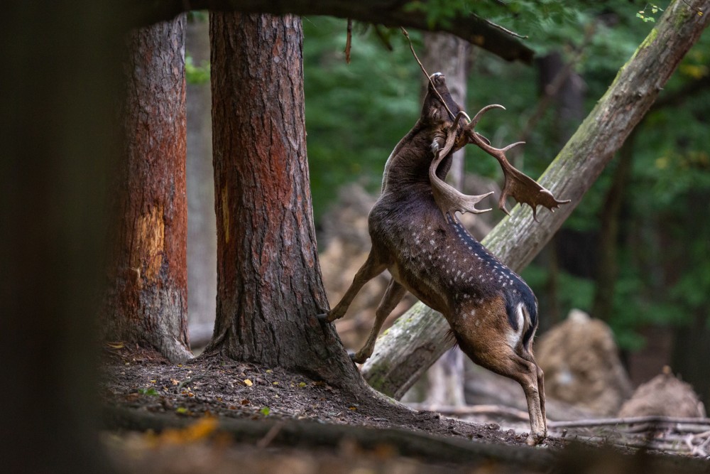 Daniel škvrnitý, Fallow deer (Dama dama)