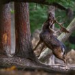 Daniel škvrnitý, Fallow deer (Dama dama)