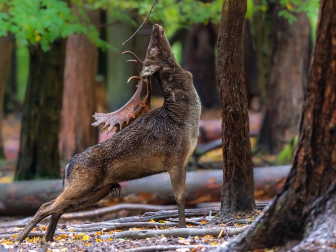 Daniel škvrnitý, The fallow deer (Dama dama)