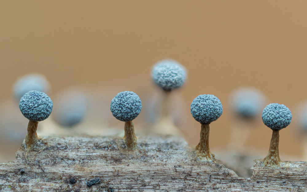Slizovky Physarum