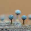 Slizovky Physarum