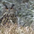 Bubo bubo