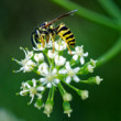 osa