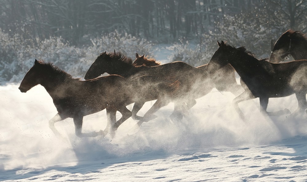 Winter horse