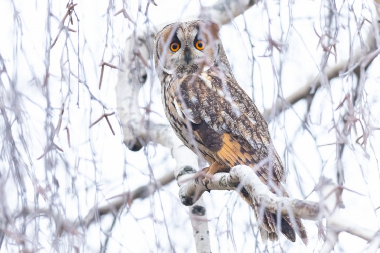 myšiarka ušatá, The long-eared owl (Asio otus)