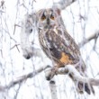 myšiarka ušatá, The long-eared owl (Asio otus)