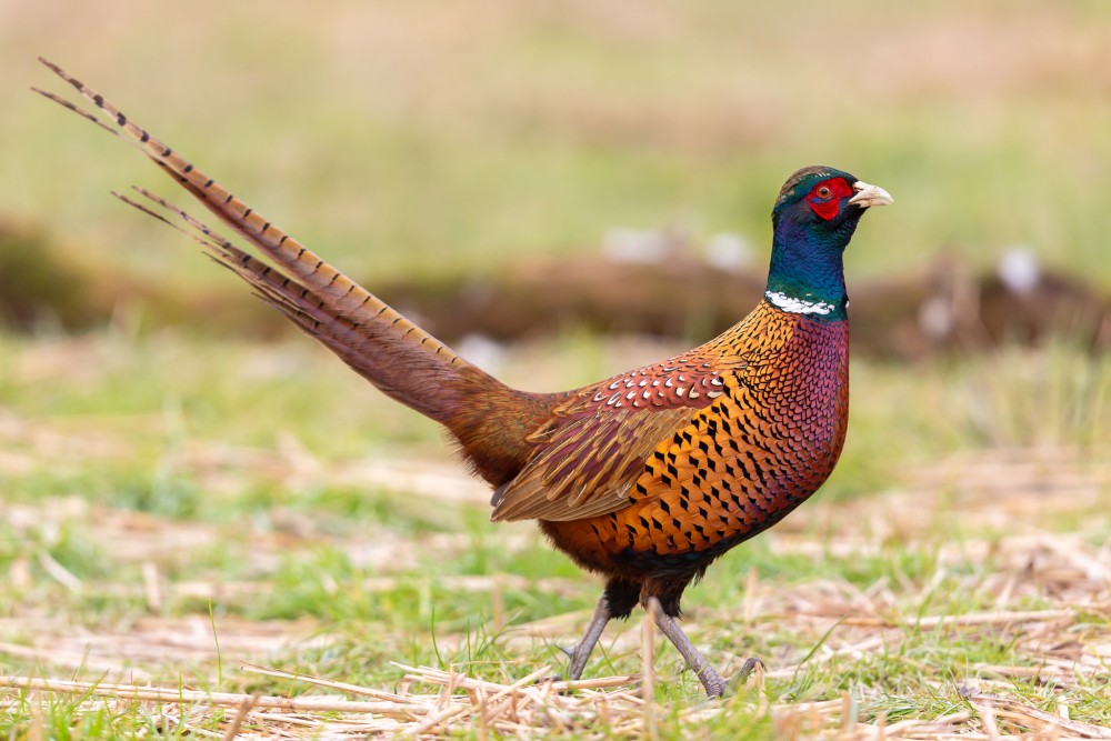 bažant poľovný (Phasianus colchicus)