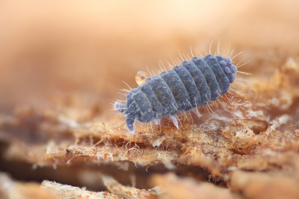 Chvostoskok Neanura muscorum