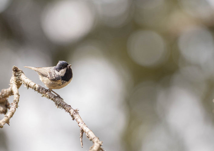 Sýkorka čiernohlavá (Poecile montanus)