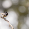 Sýkorka čiernohlavá (Poecile montanus)
